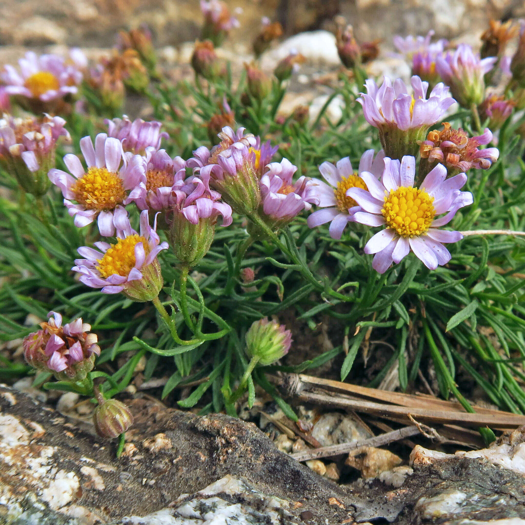 Image of sand fleabane