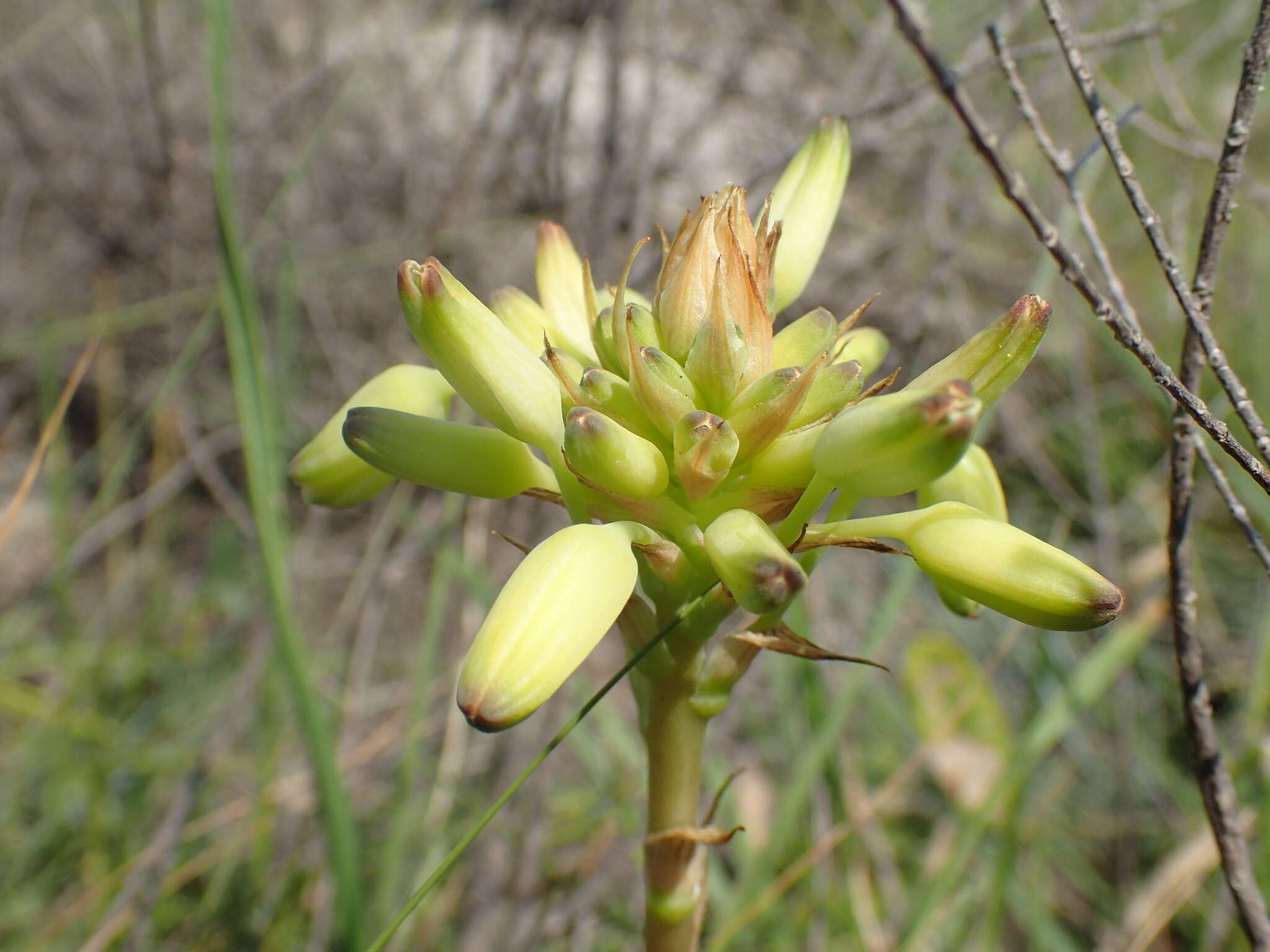 Image de Aloe linearifolia A. Berger