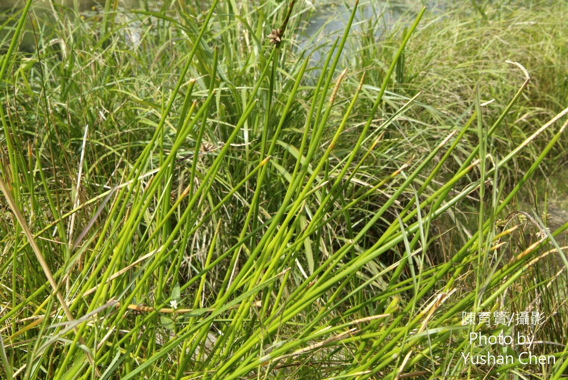 Image of Chinese water chestnut