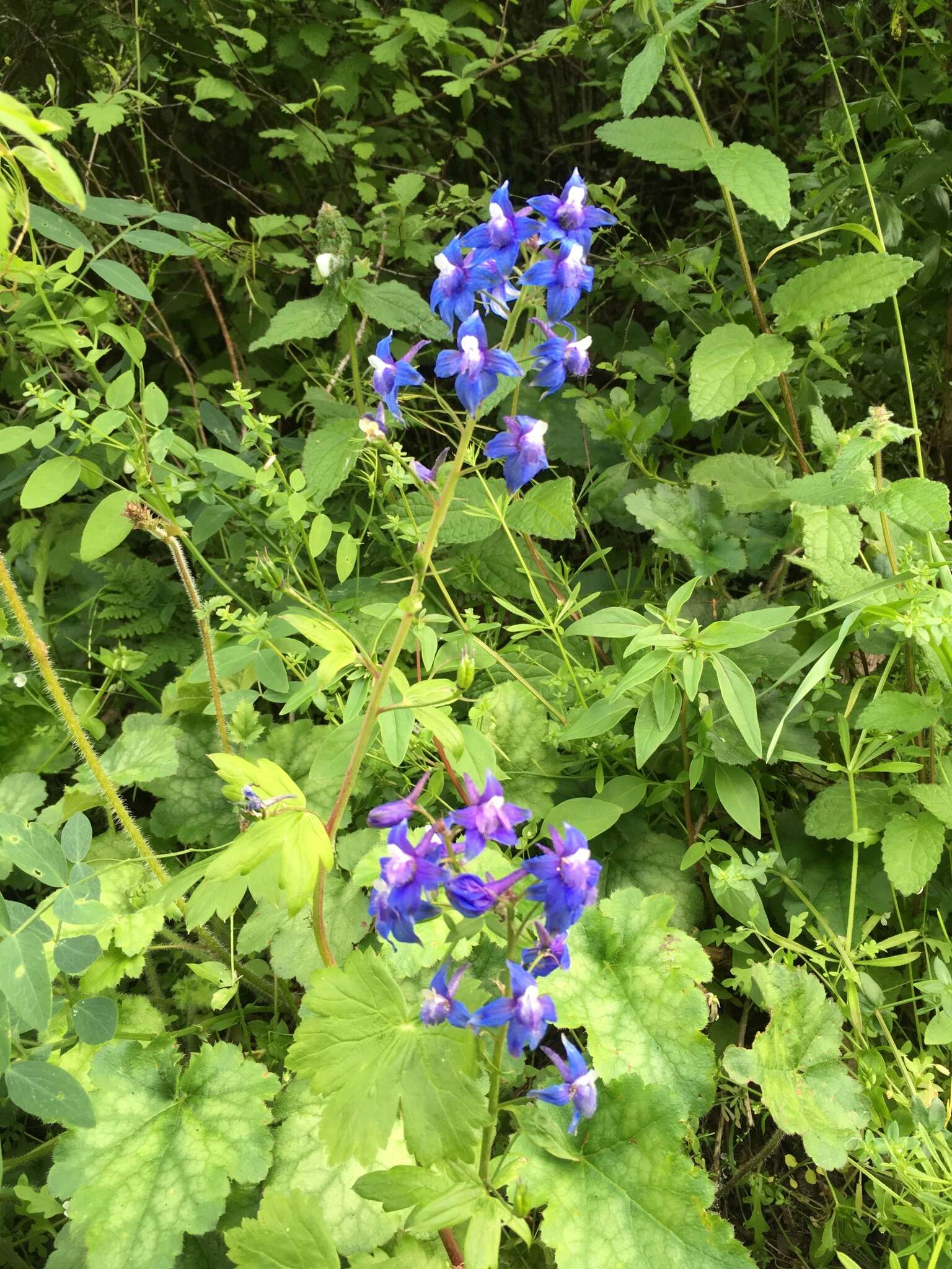 Image of Baker's delphinium