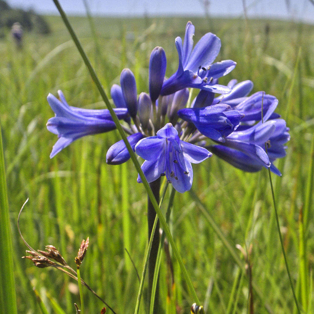 Image of Agapanthus campanulatus subsp. campanulatus