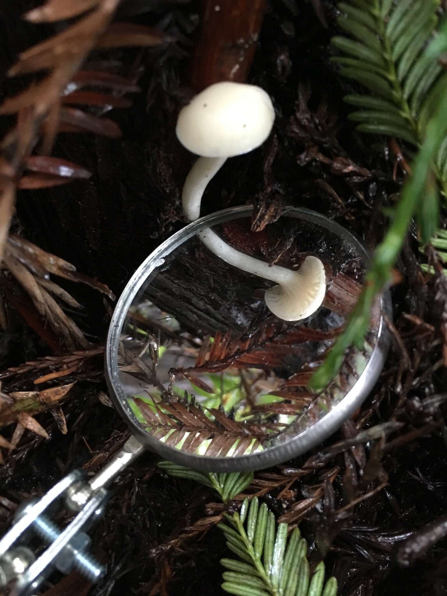 Image of Hygrocybe russocoriacea (Berk. & T. K. Mill.) P. D. Orton & Watling 1969