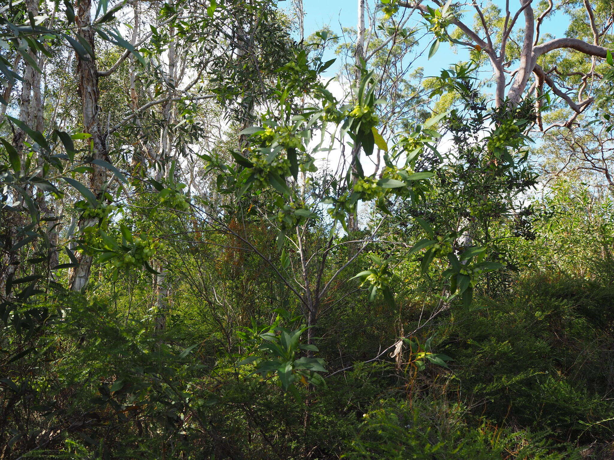 Image of Dodonaea triquetra Wendl.