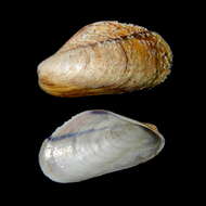 Image of Adriatic Mussel