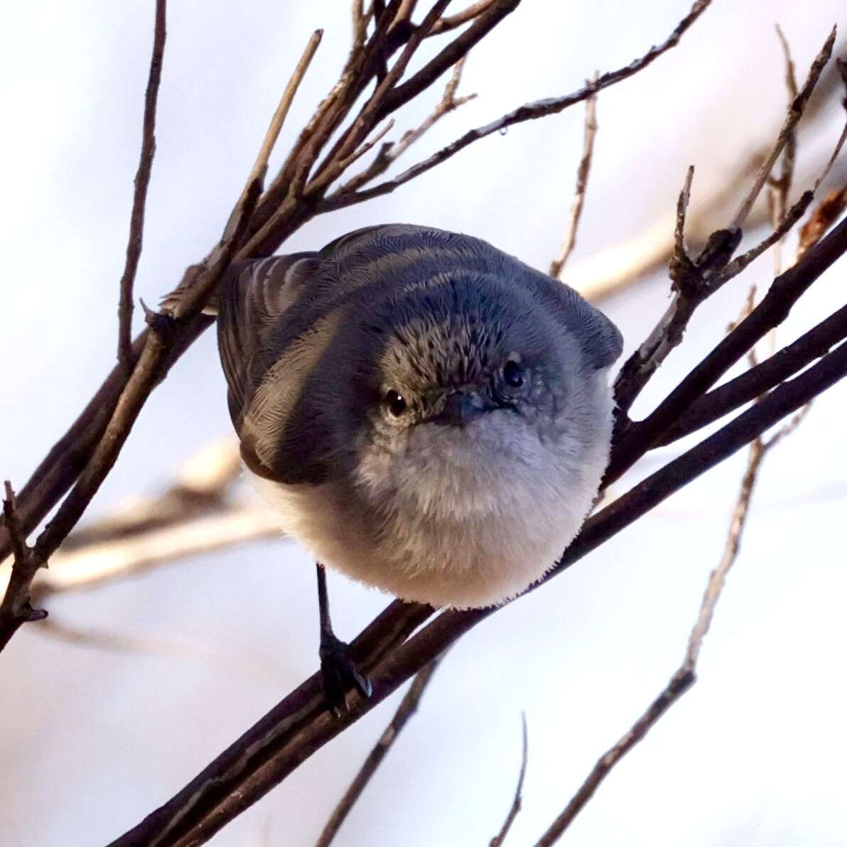 Image of Slaty-backed Thornbill