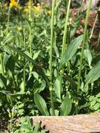 Image of Cordilleran Valerian