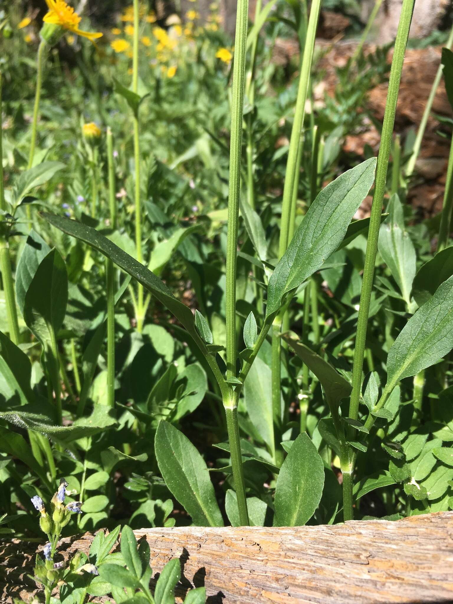 Image of Cordilleran Valerian