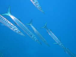 Image of Yellow Barracuda