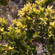 Imagem de Diospyros glabra (L.) De Winter