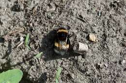 Image of White-tailed bumblebee