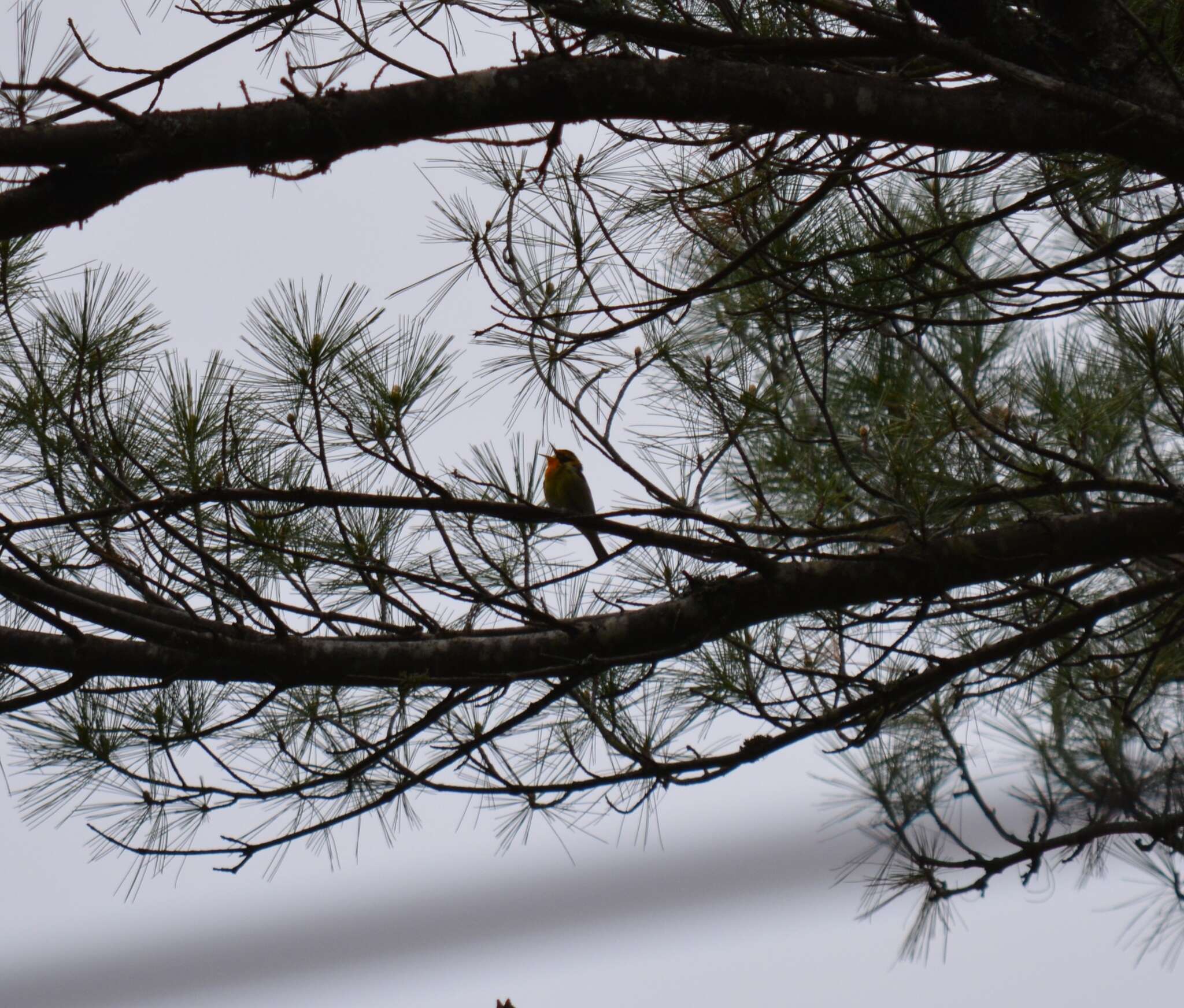 Image of Blackburnian Warbler