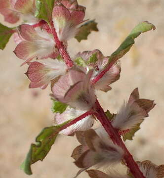 Image de Forsskaolea candida L. fil.