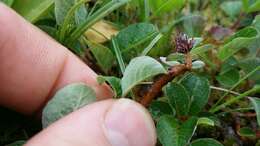 Image of sprouting leaf willow