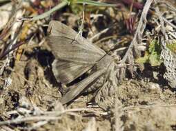 Image of <i>Drasteria caucasica</i>