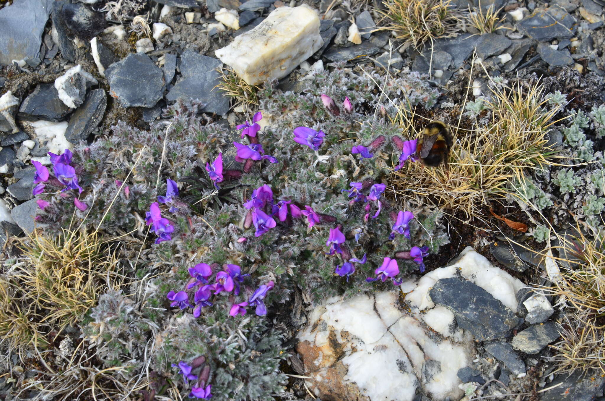 Image de Oxytropis wrangelii Jurtzev