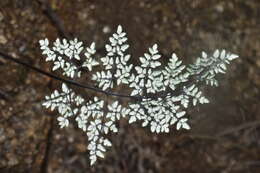 Image of southwestern false cloak fern