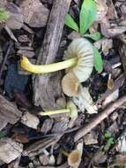 Image of Pluteus romellii (Britzelm.) Sacc. 1895