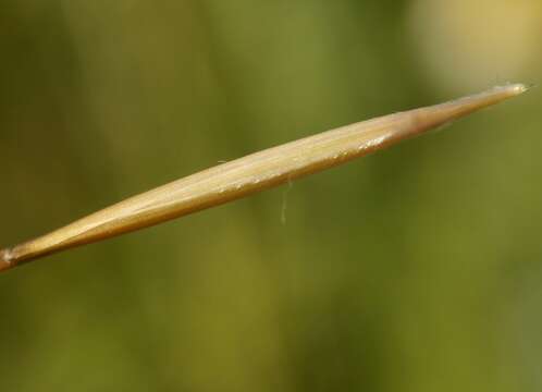 Image of Stipa pennata subsp. sabulosa (Pacz.) Tzvelev