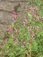 Image of Common Fumitory