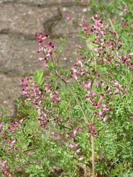 Plancia ëd Fumaria officinalis L.