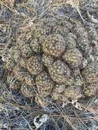 Image of Pincushion Cactus