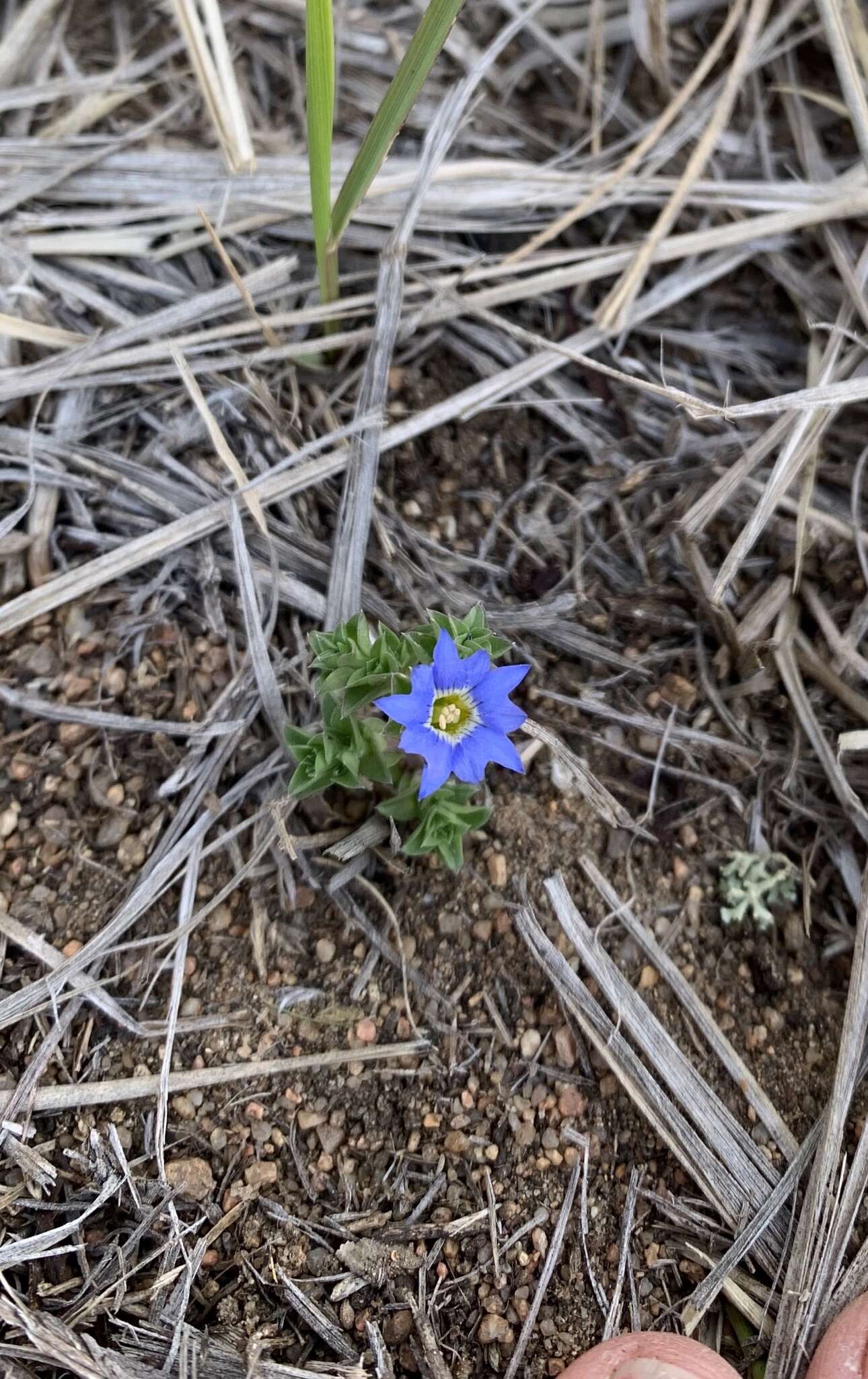 Image of Pygmy Gentian