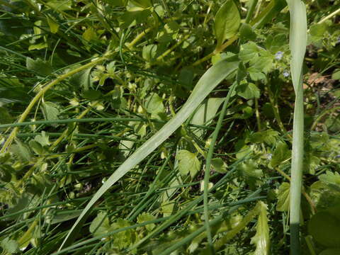 Image of Tulipa sylvestris subsp. sylvestris