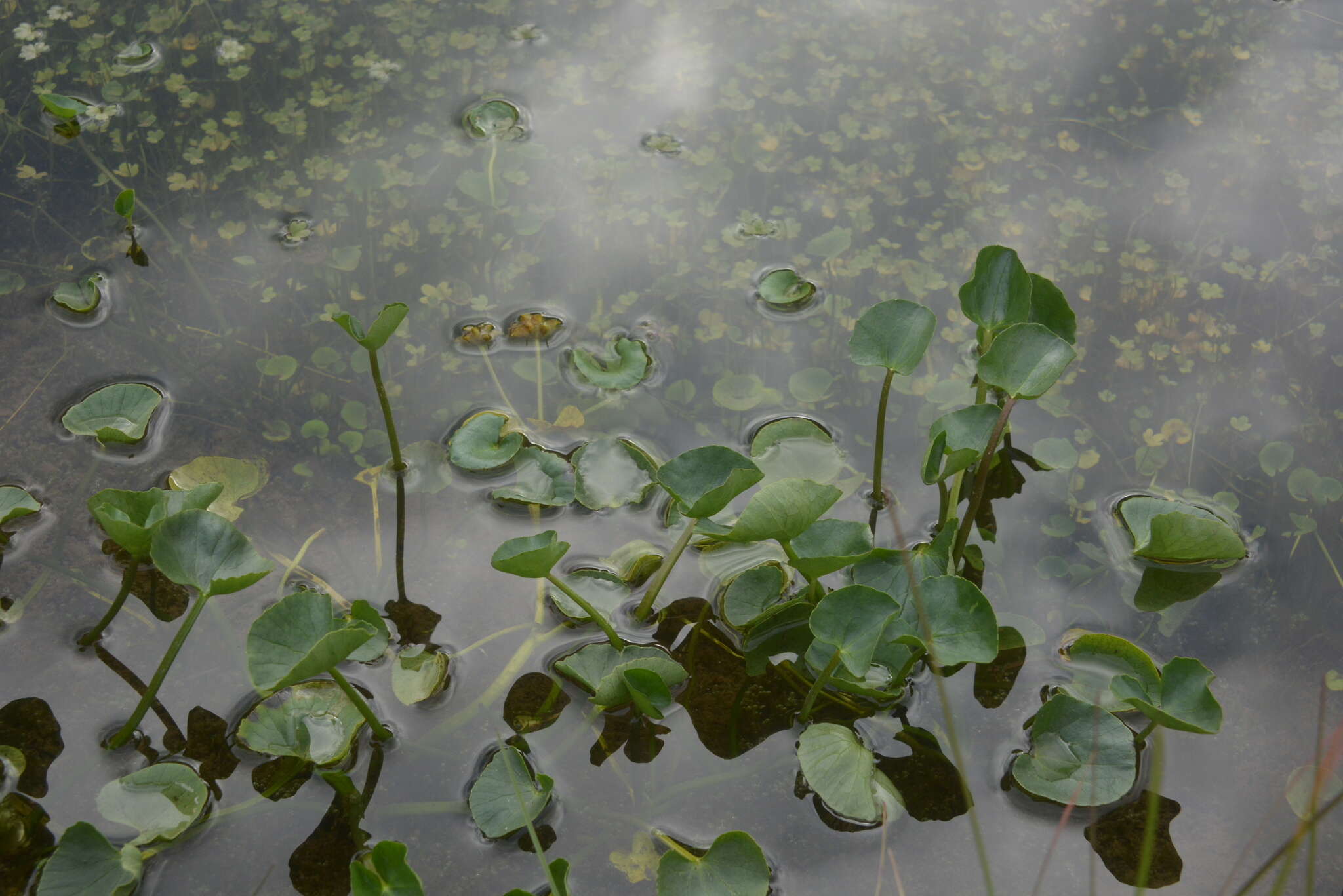 Image of Caltha palustris subsp. violacea (Khokhr.) A. N. Luferov