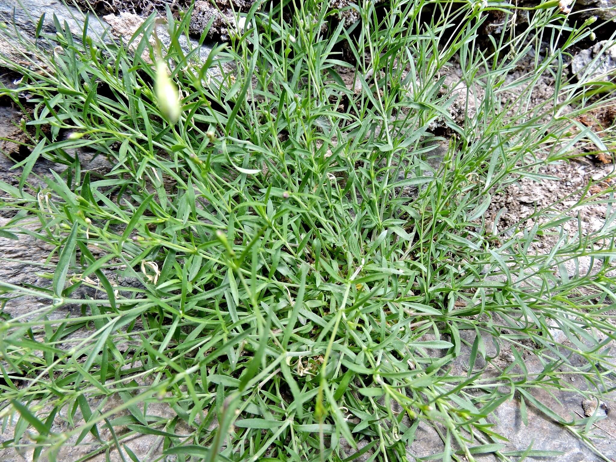 Image of Silene saxifraga L.