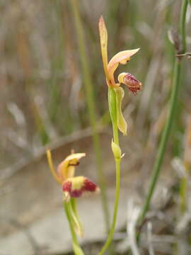 Image of Leporella fimbriata (Lindl.) A. S. George