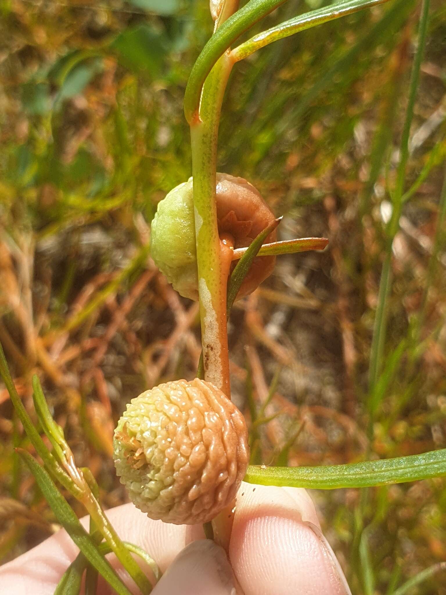 Image of Tersonia cyathiflora (Fenzl) A. S. George ex J. W. Green