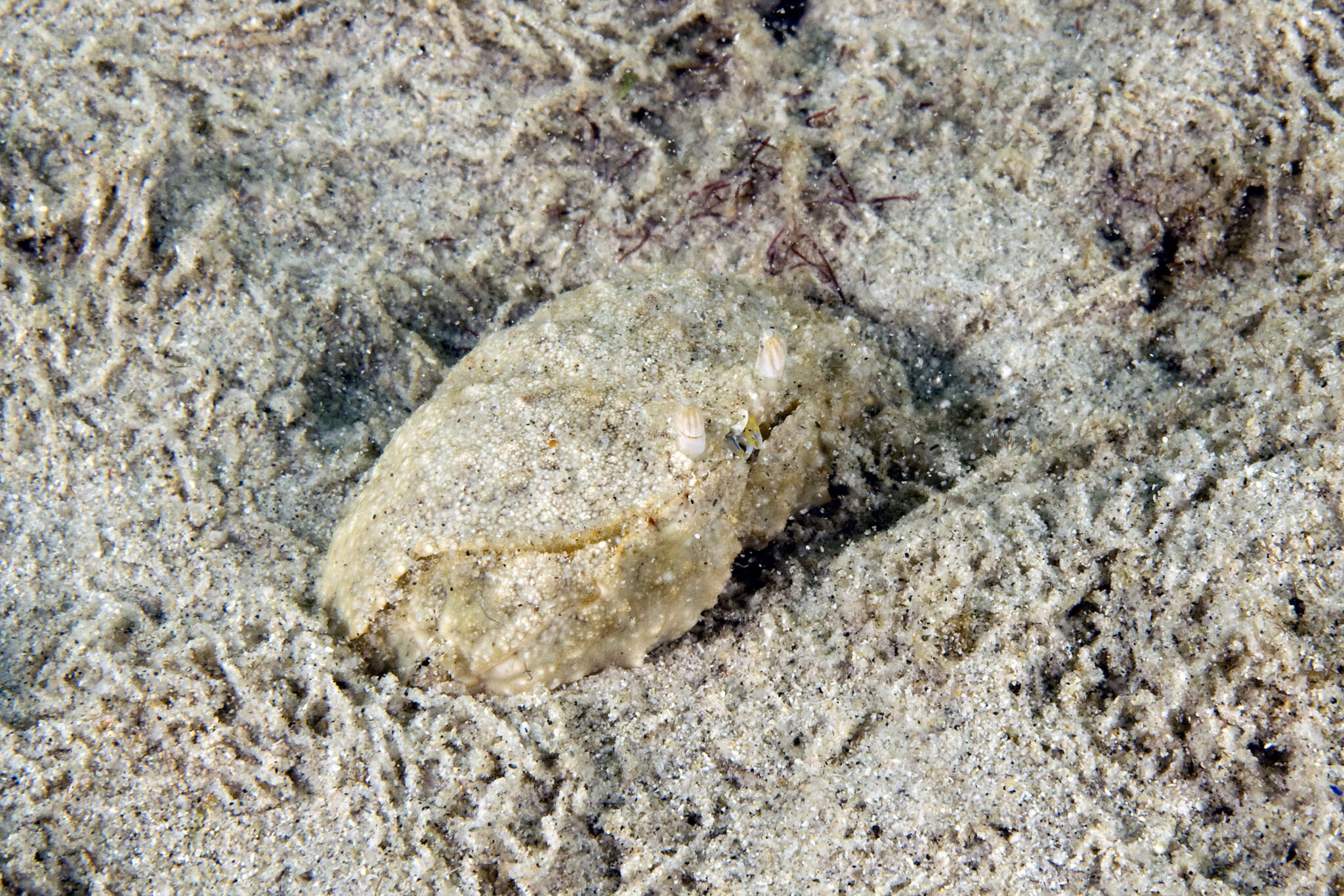 Image of smooth box crab