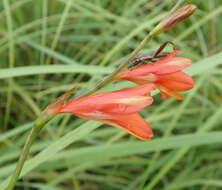 Image of Tritonia disticha (Klatt) Baker