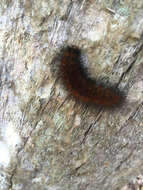 Image of Virginian Tiger Moth