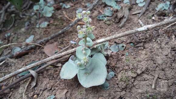 Image of Crassula nemorosa (Eckl. & Zeyh.) Endl. ex Walp.