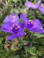 Image of diffuse spiderwort