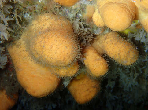 Image of Dead man’s fingers