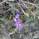 Imagem de Polygala meridionalis Levyns