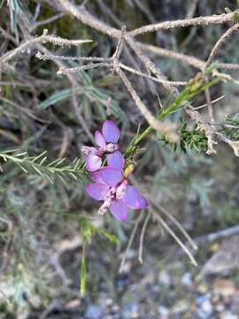 Imagem de Polygala meridionalis Levyns