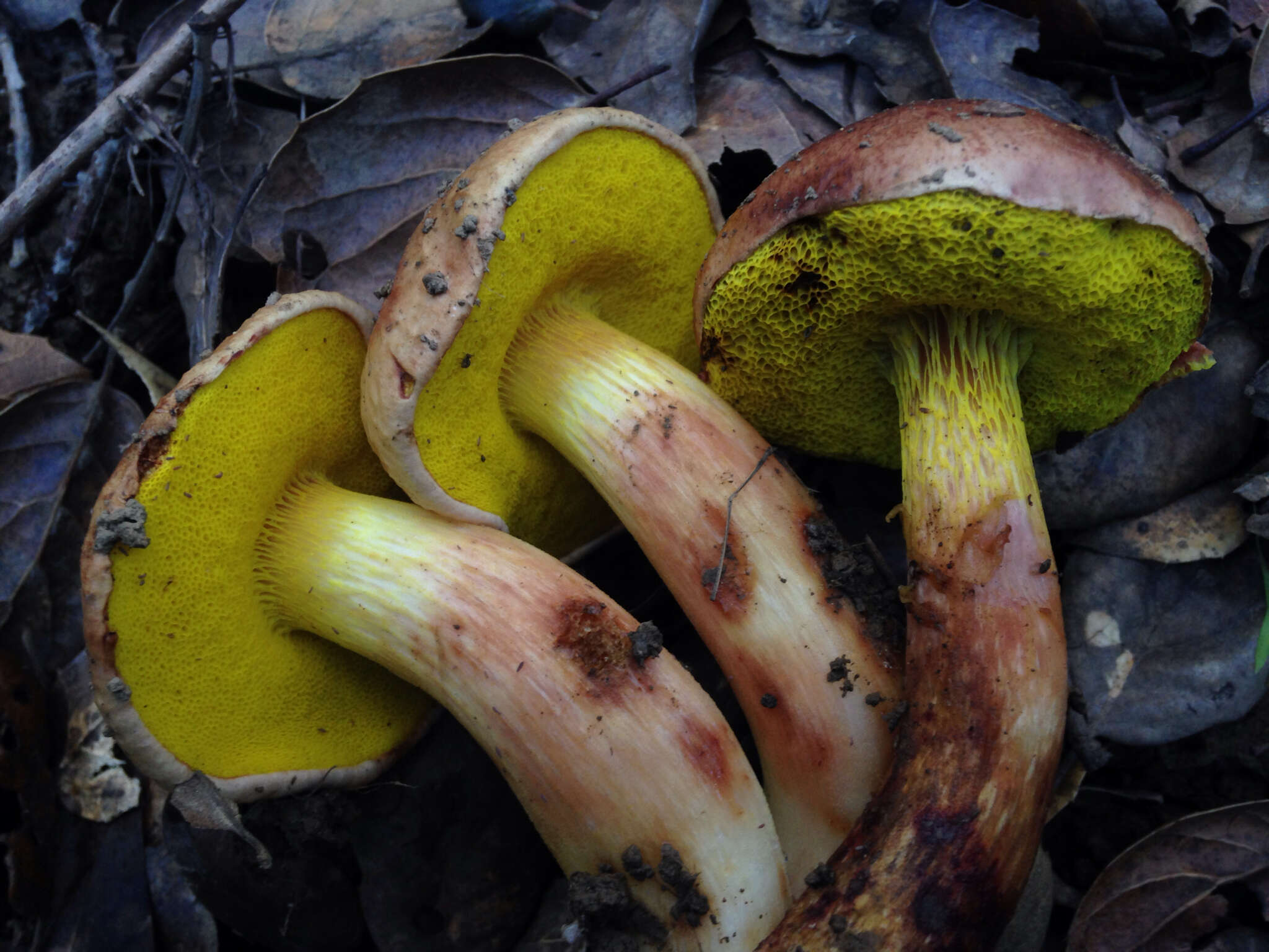 Image of Aureoboletus flaviporus (Earle) Klofac 2010