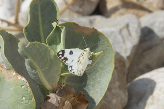 Image of Desert white