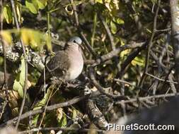 Image of Blue-spotted Dove