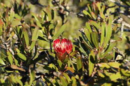 Plancia ëd Protea obtusifolia Buek ex Meissn.