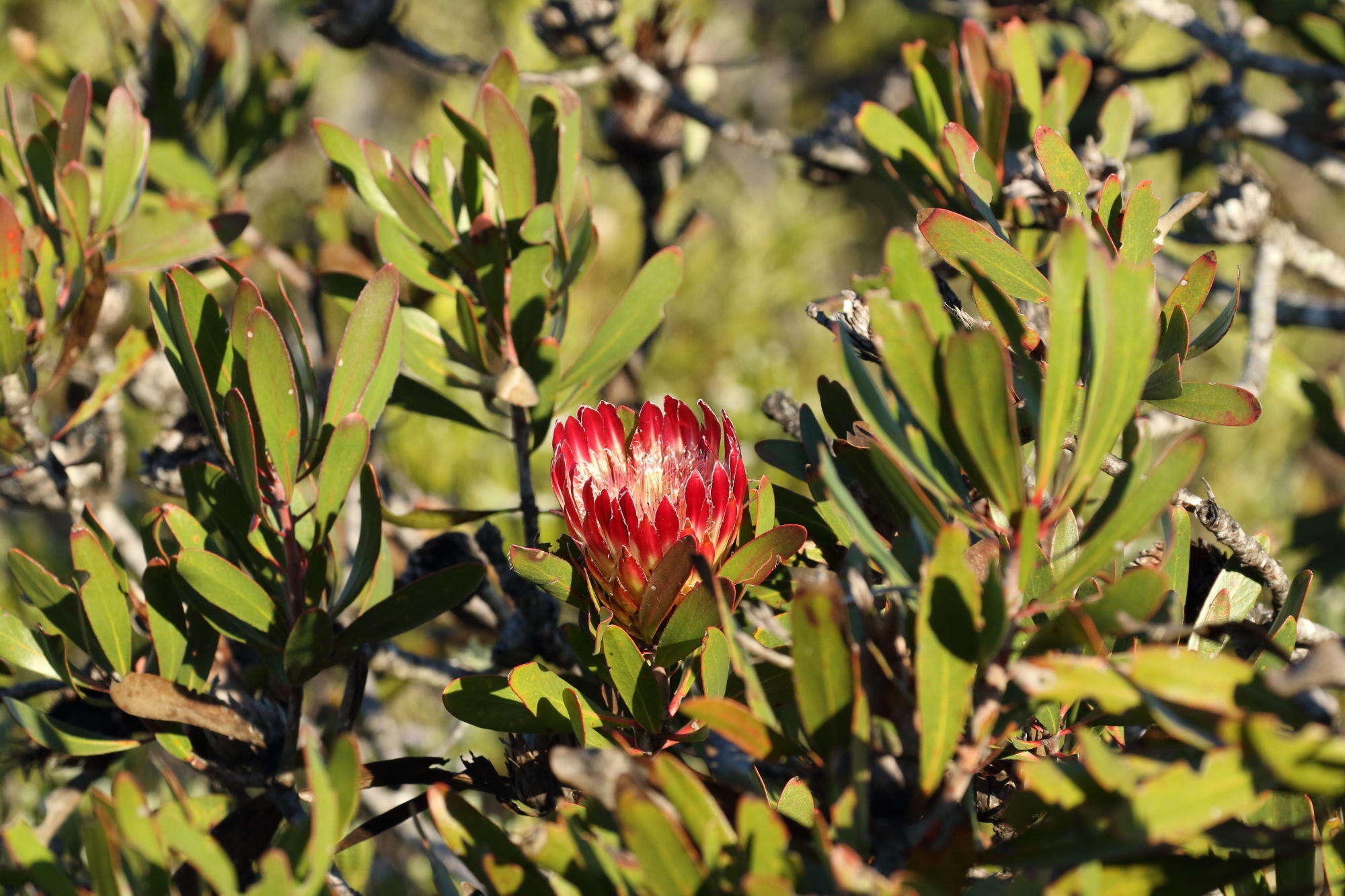 Plancia ëd Protea obtusifolia Buek ex Meissn.