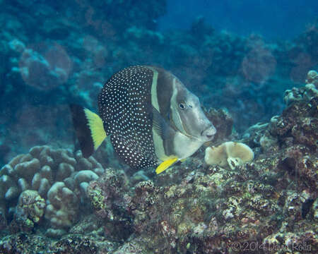 Image of Mustard Surgeonfish