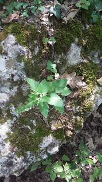 Image of Scutellaria albida L.