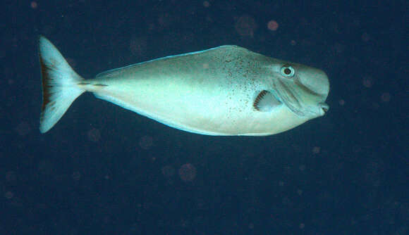 Image of Bulbnose Unicornfish