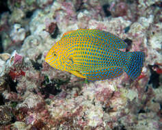 Image of Geoffroy's wrasse