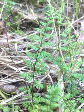 Image of Myriopteris lanosa (Michx.) Grusz & Windham