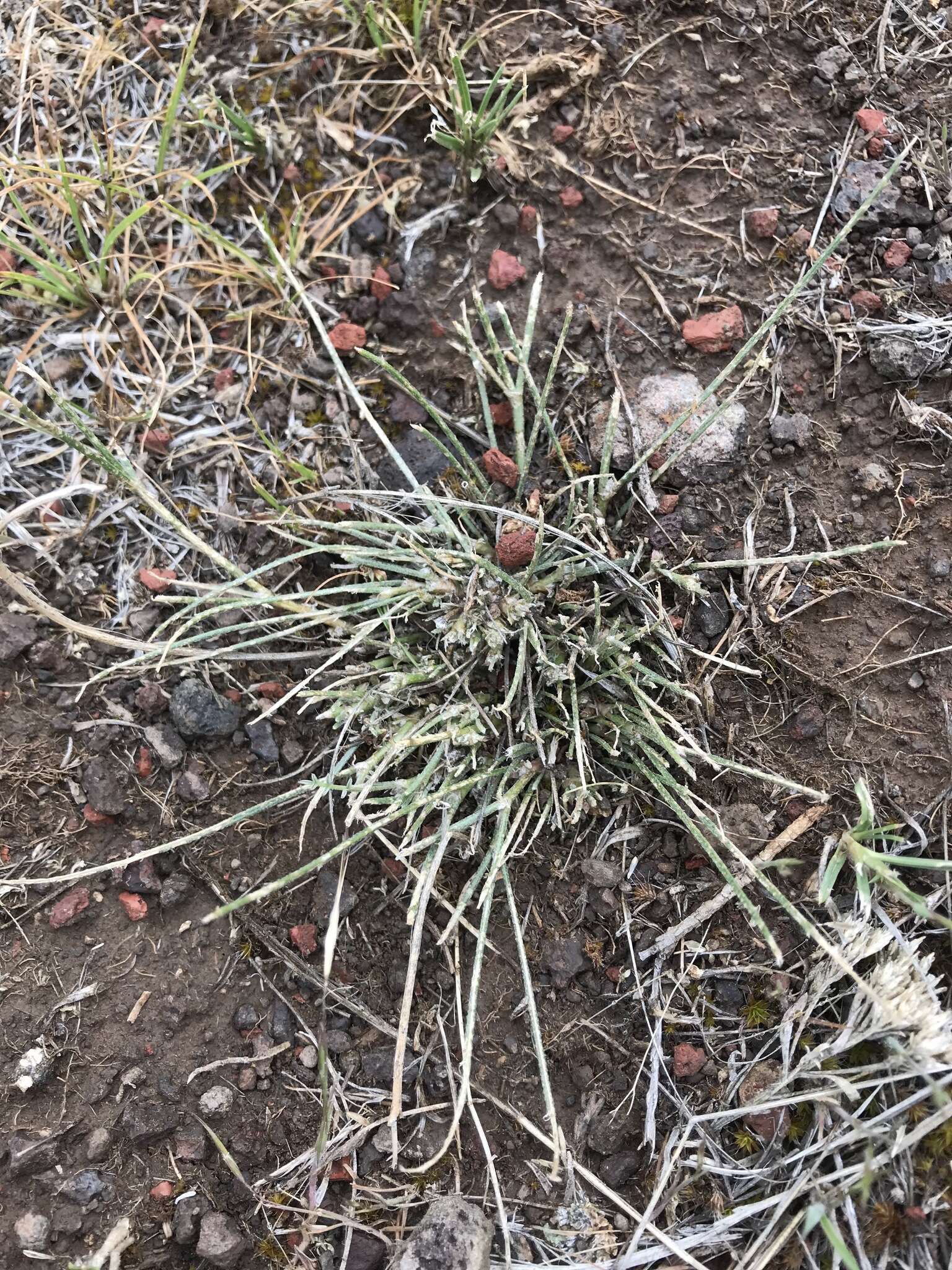 Imagem de Astragalus cusickii A. Gray